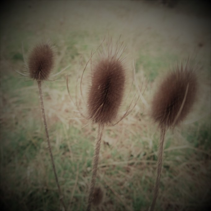 Family Growing Pains