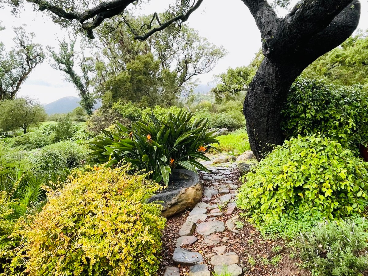 Journal Entry ~ Late Morning, Ojai,&nbsp;California