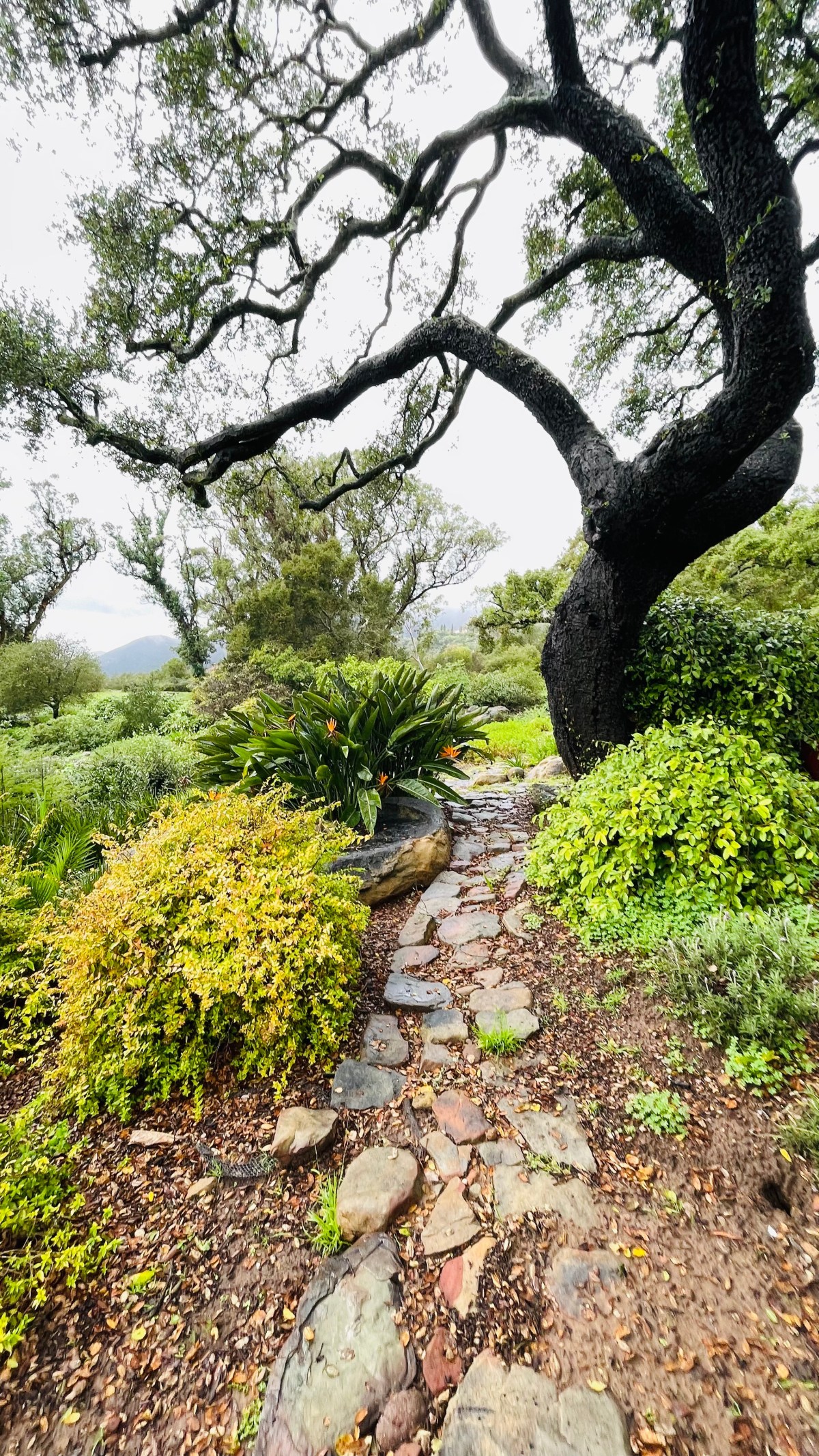 Journal Entry ~ Late Morning, Ojai,&nbsp;California